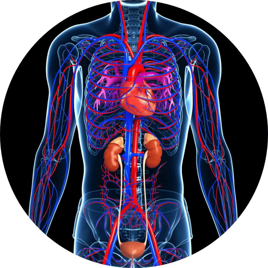 Diagram of circulatory system